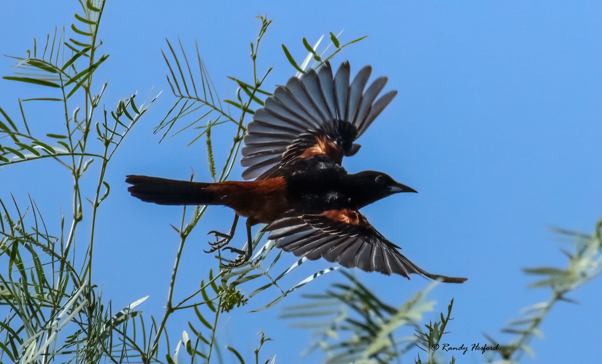 Orchard Oriole - ML450463951