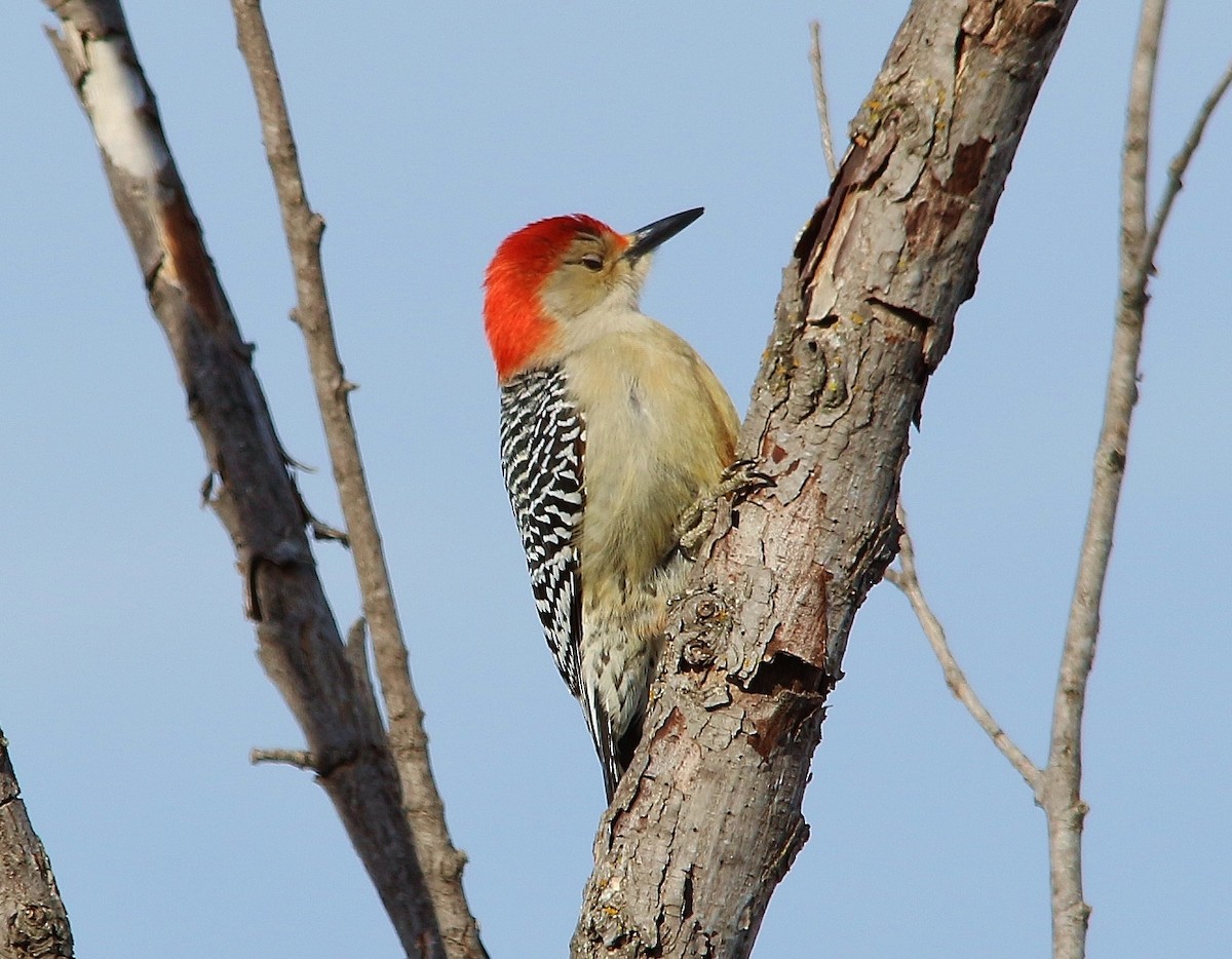 Red-bellied Woodpecker - Rick Sammons