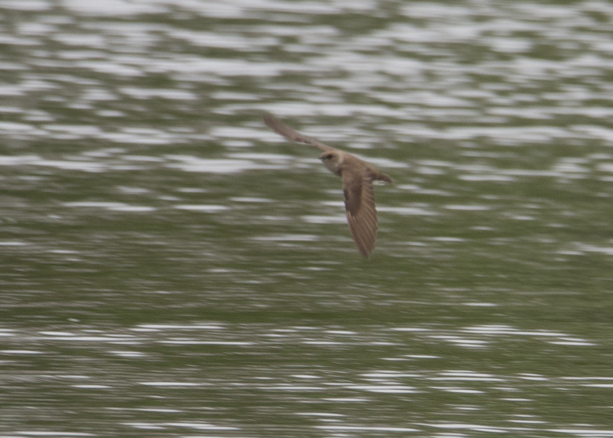 Northern Rough-winged Swallow - ML450472621