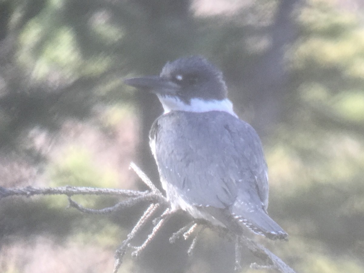Belted Kingfisher - ML450484271