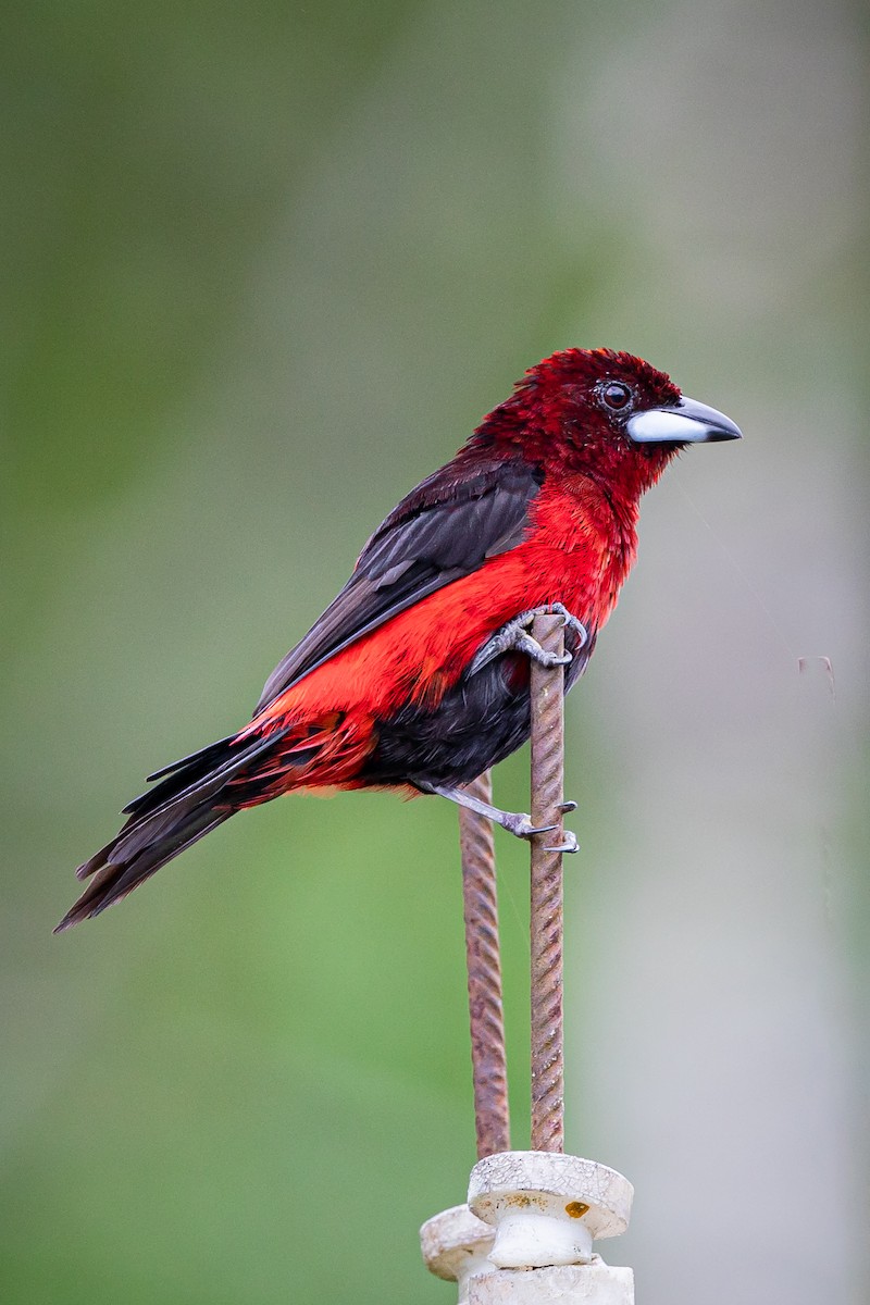 Black-bellied Tanager - ML450486811