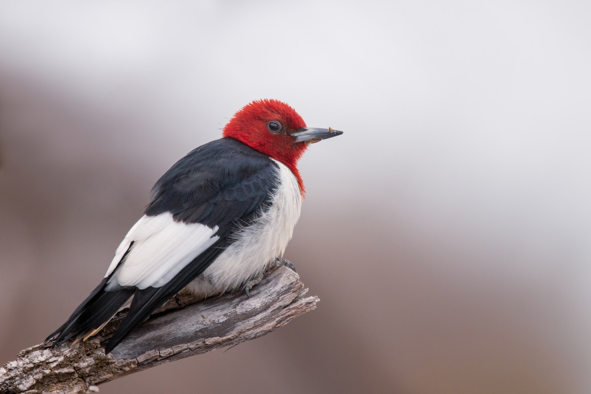 Red-headed Woodpecker - Rain Saulnier