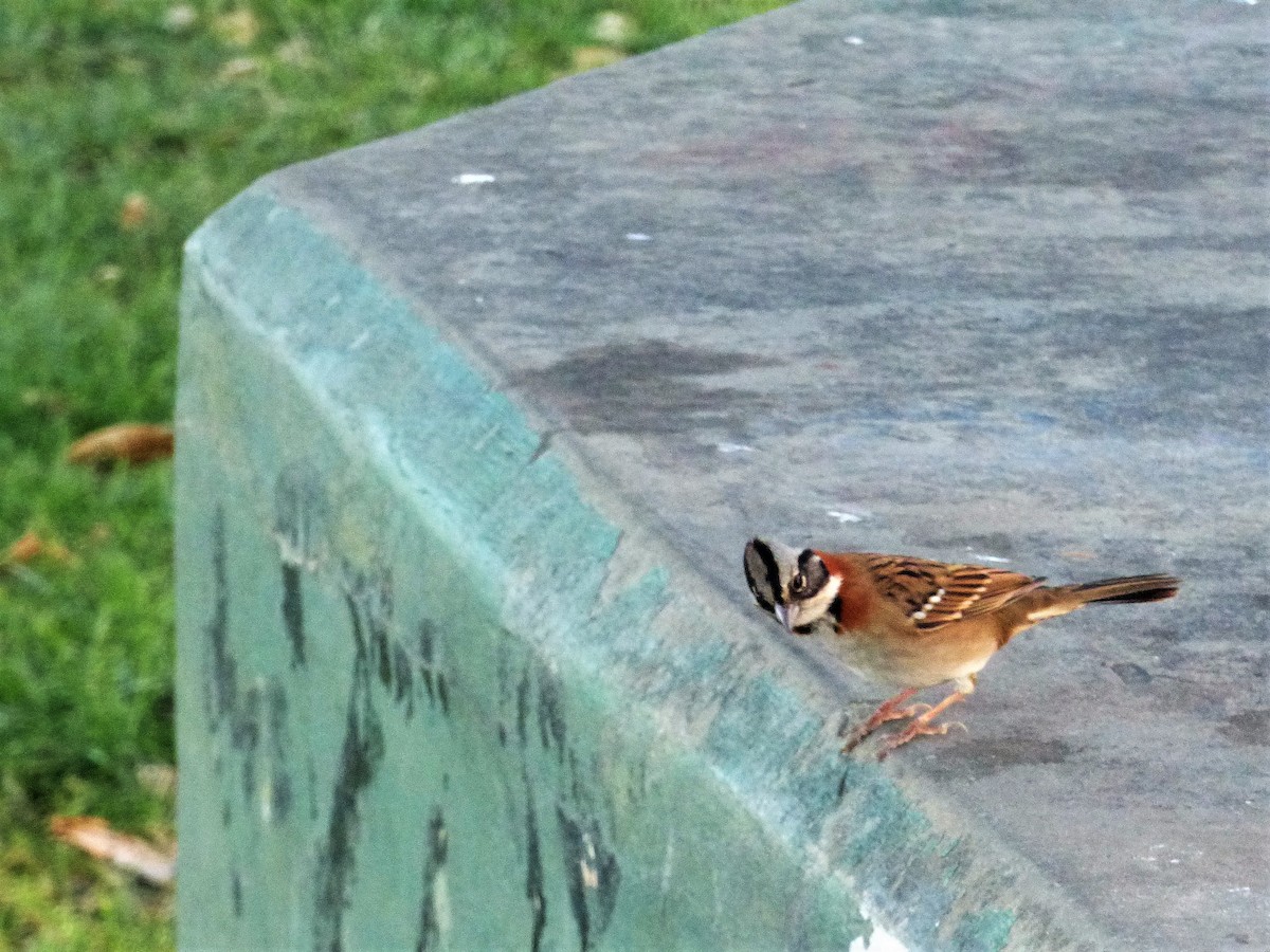 Rufous-collared Sparrow - ML450495901