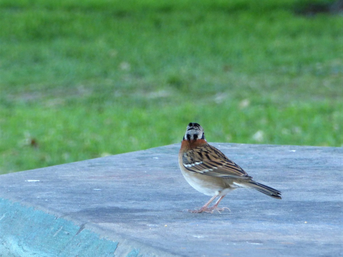 Rufous-collared Sparrow - Maria Lujan Solis