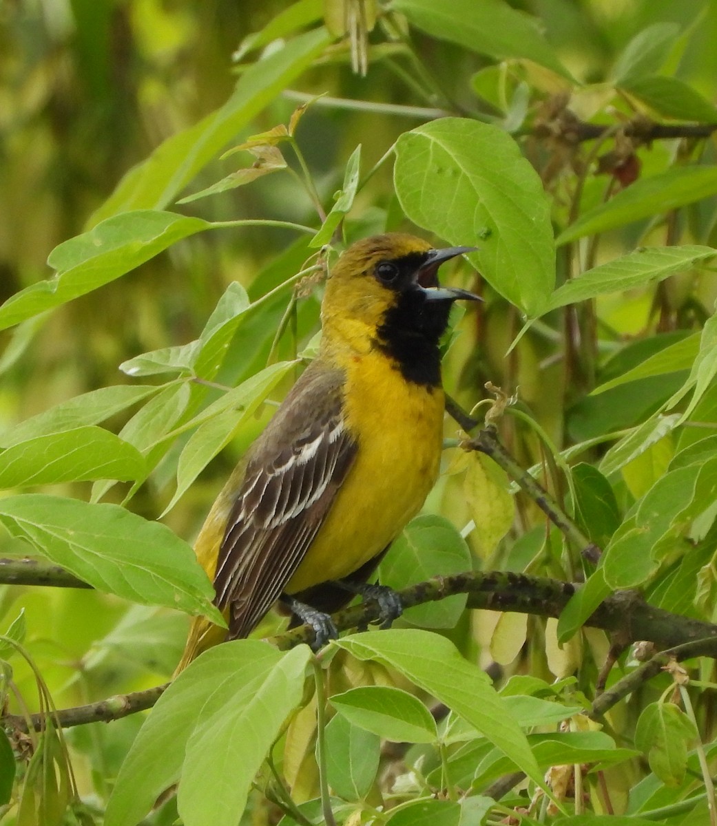 Orchard Oriole - ML450499201