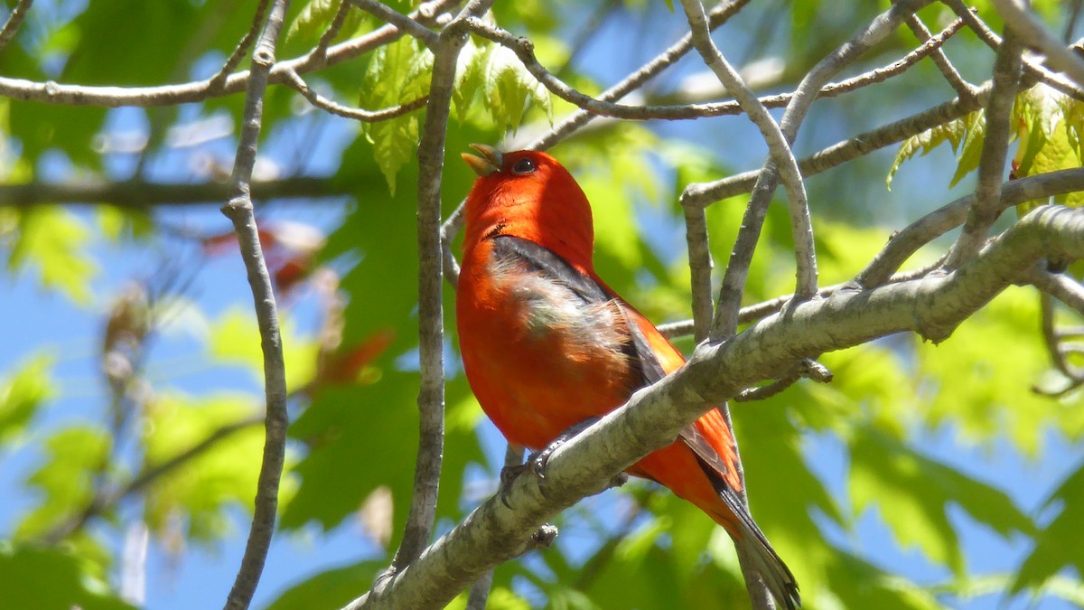 Scarlet Tanager - ML450504951