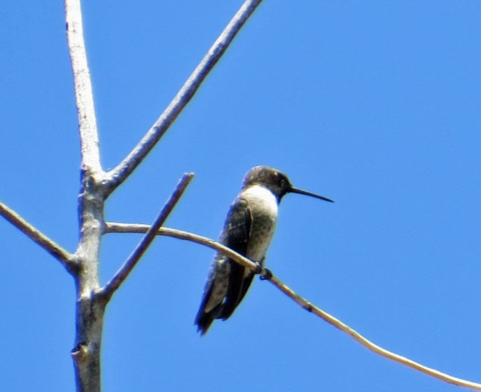 Black-chinned Hummingbird - ML450507071