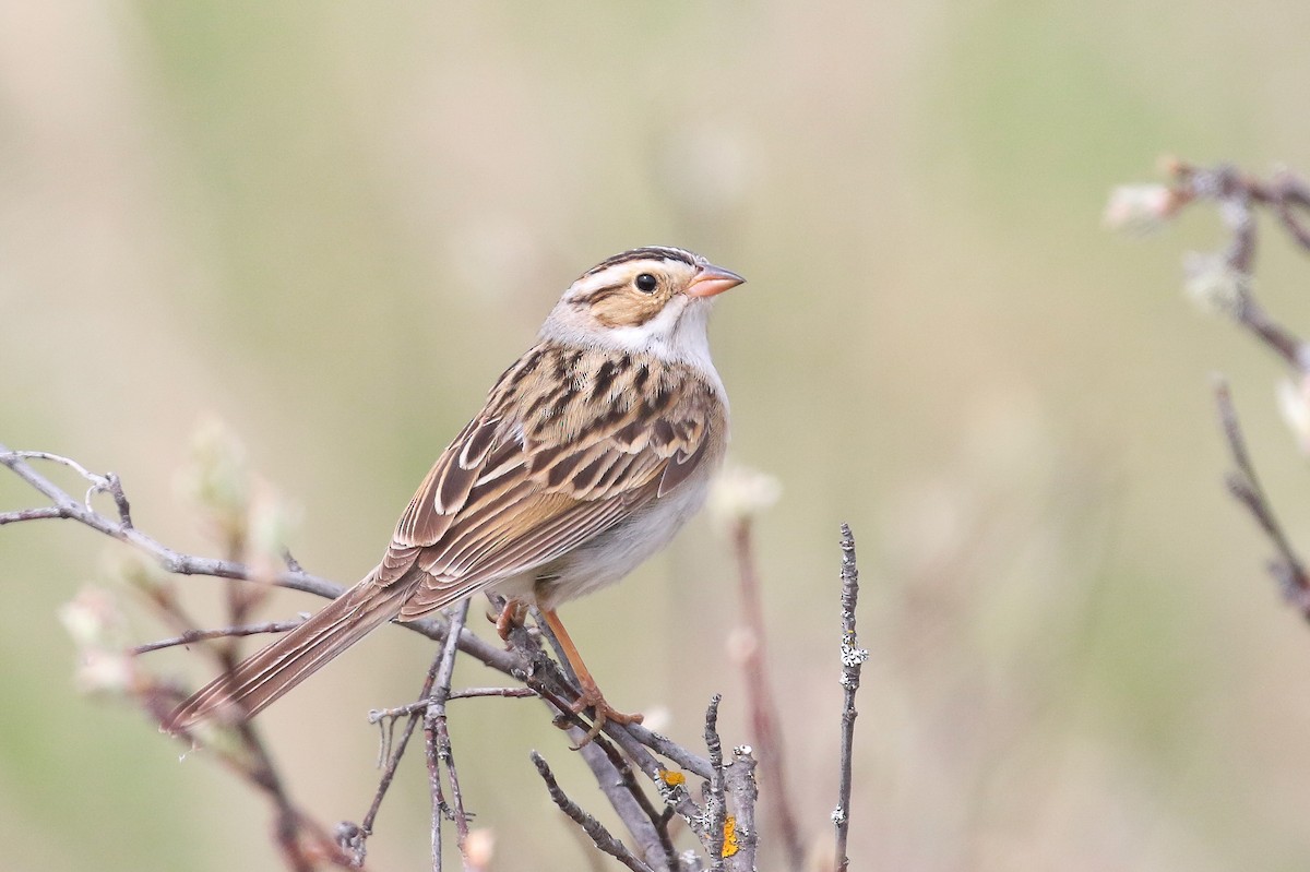 Clay-colored Sparrow - ML450507681