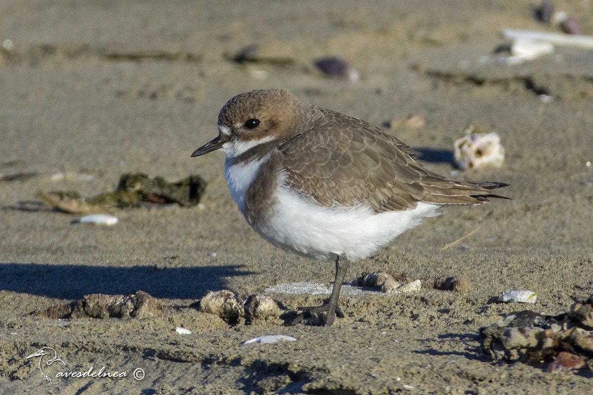 Two-banded Plover - ML450509321