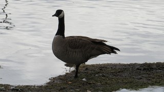 Cackling Goose, ML45050981