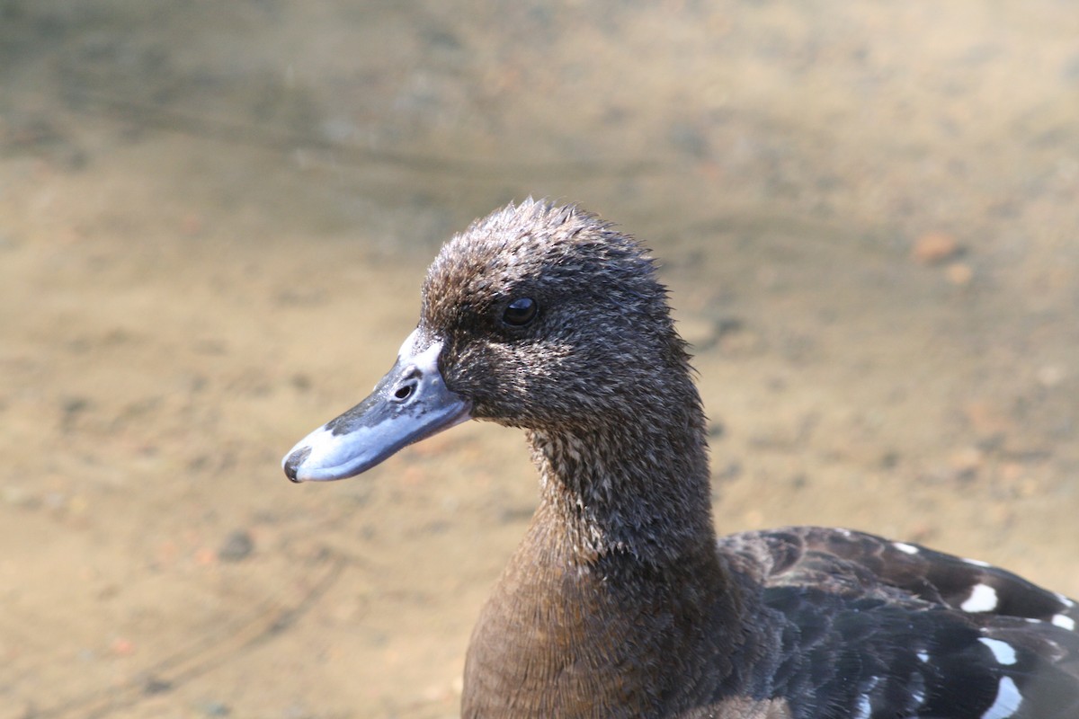 African Black Duck - ML45051021