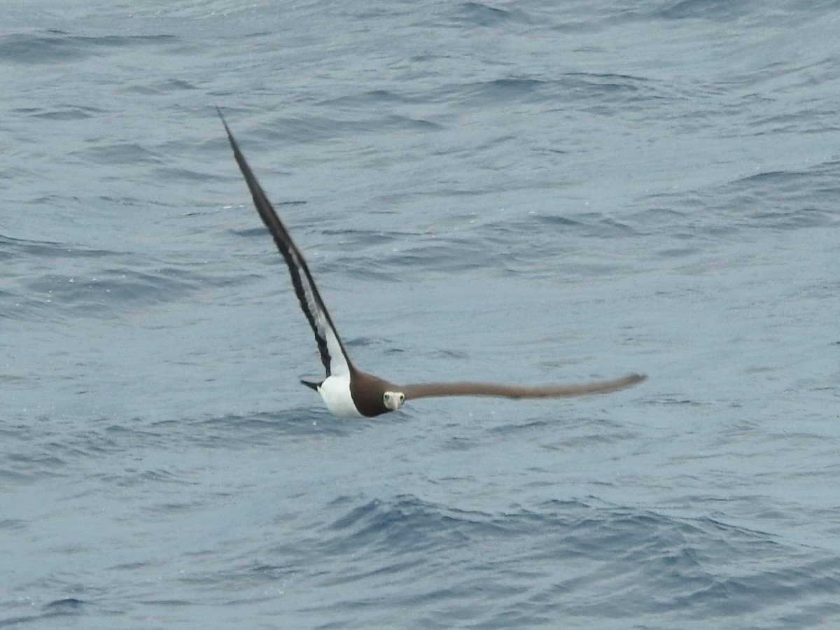 Brown Booby - ML450514161