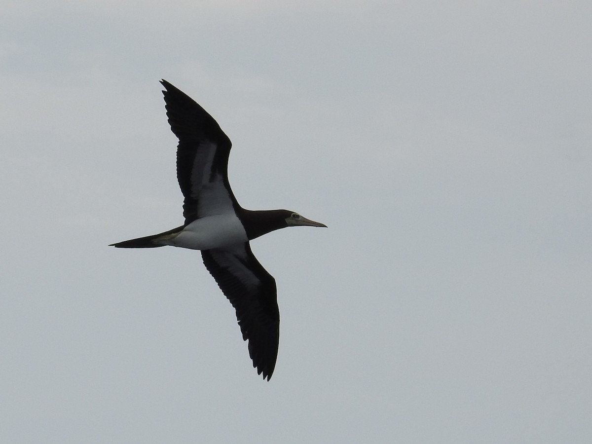 Brown Booby - ML450514171