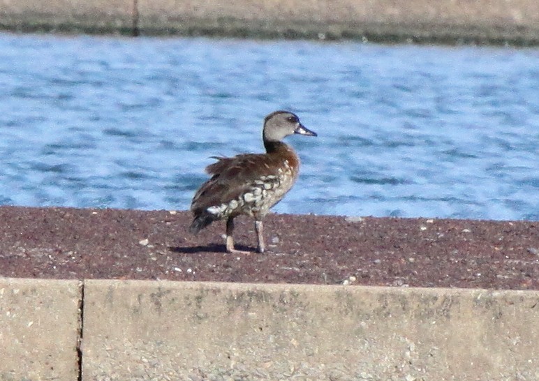 Spotted Whistling-Duck - ML450518511