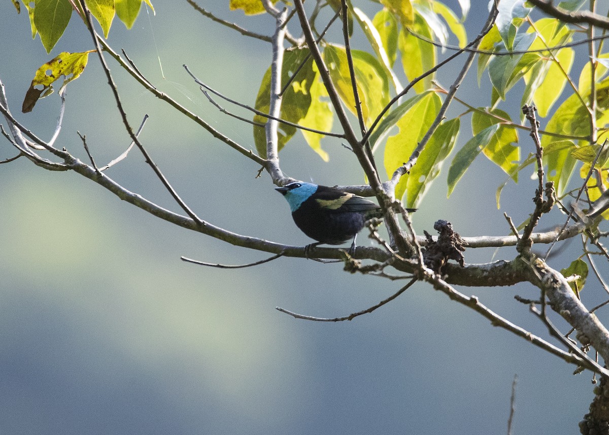 Blue-necked Tanager - ML450520641