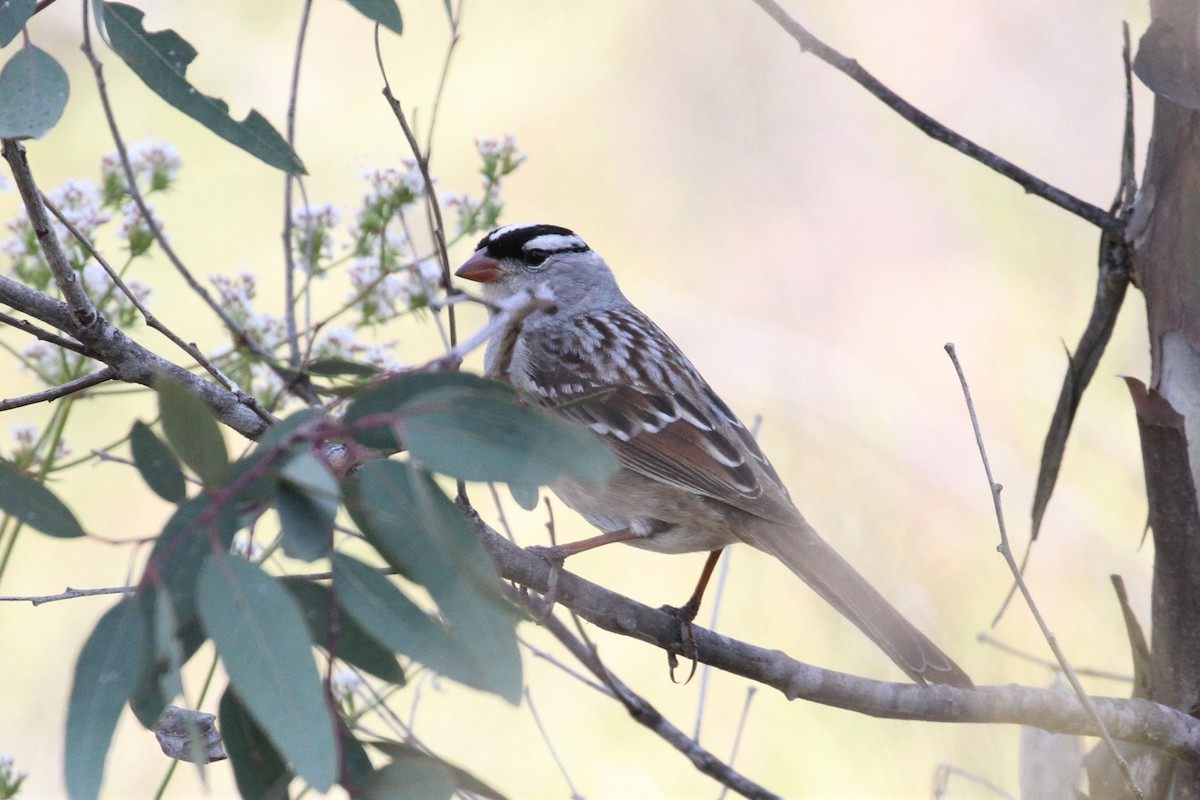 White-crowned Sparrow (Dark-lored) - Brennan Mulrooney