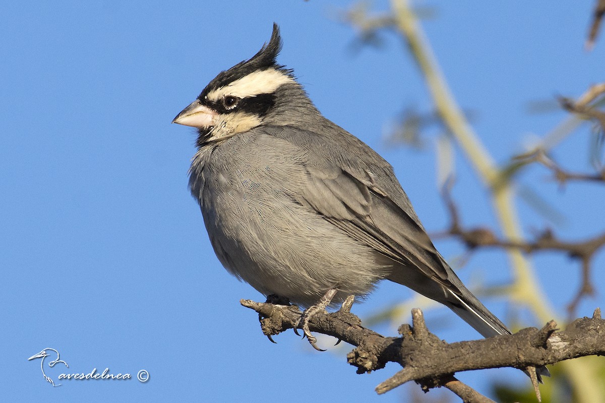 Black-crested Finch - ML450537171