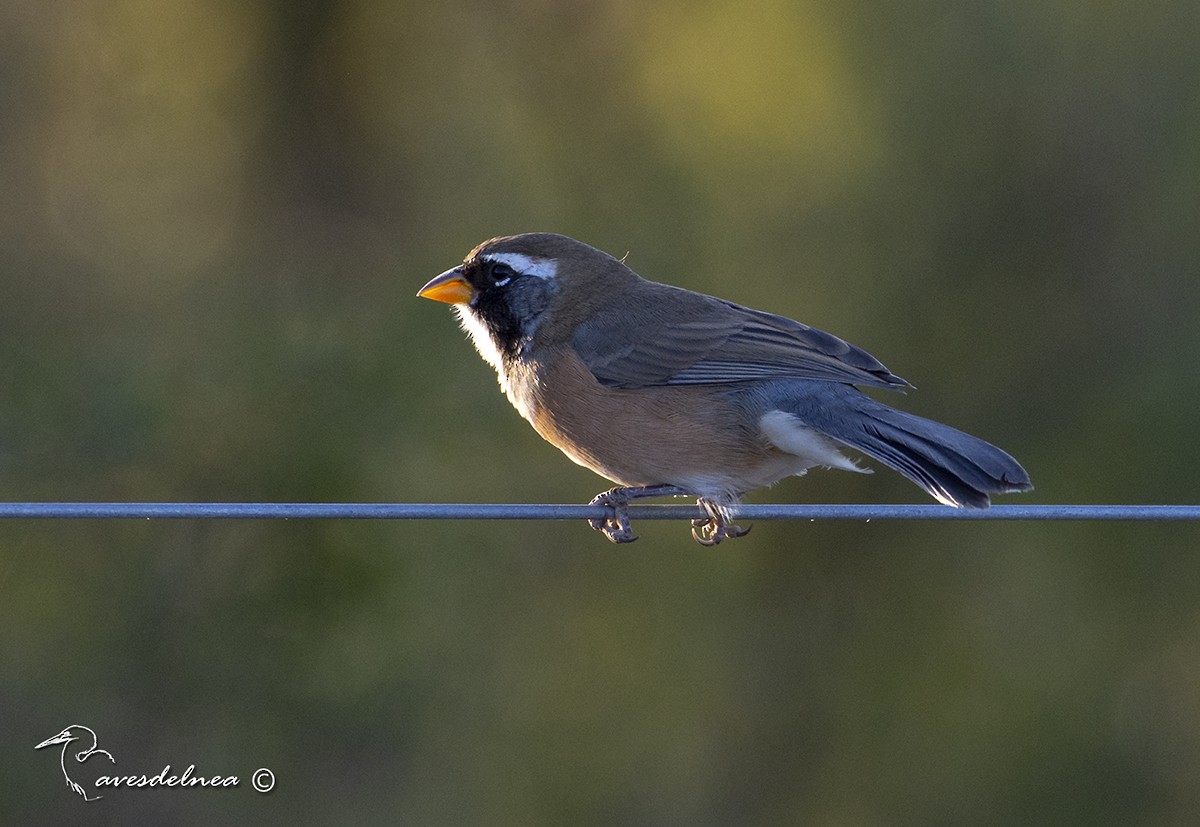 Many-colored Chaco Finch - Marcelo Allende