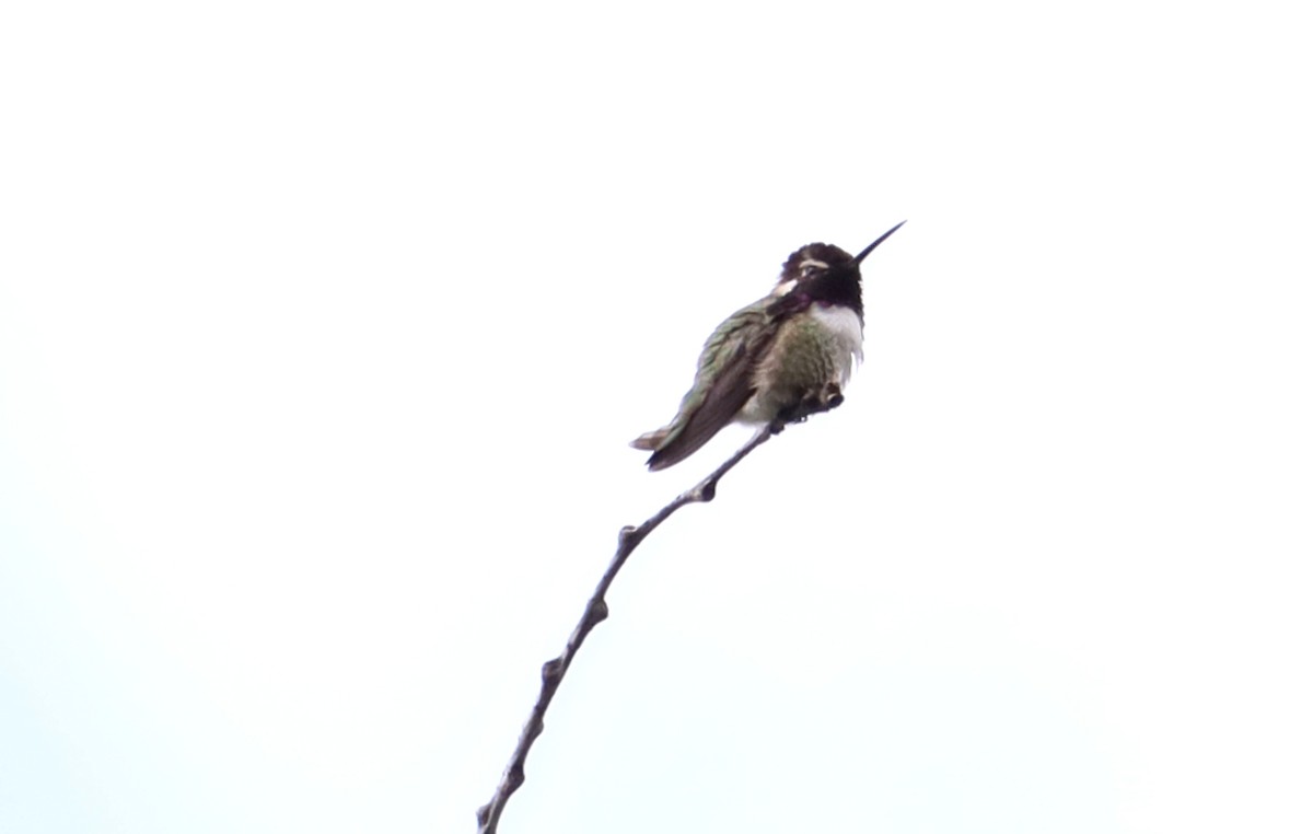 Costa's Hummingbird - ML450537691