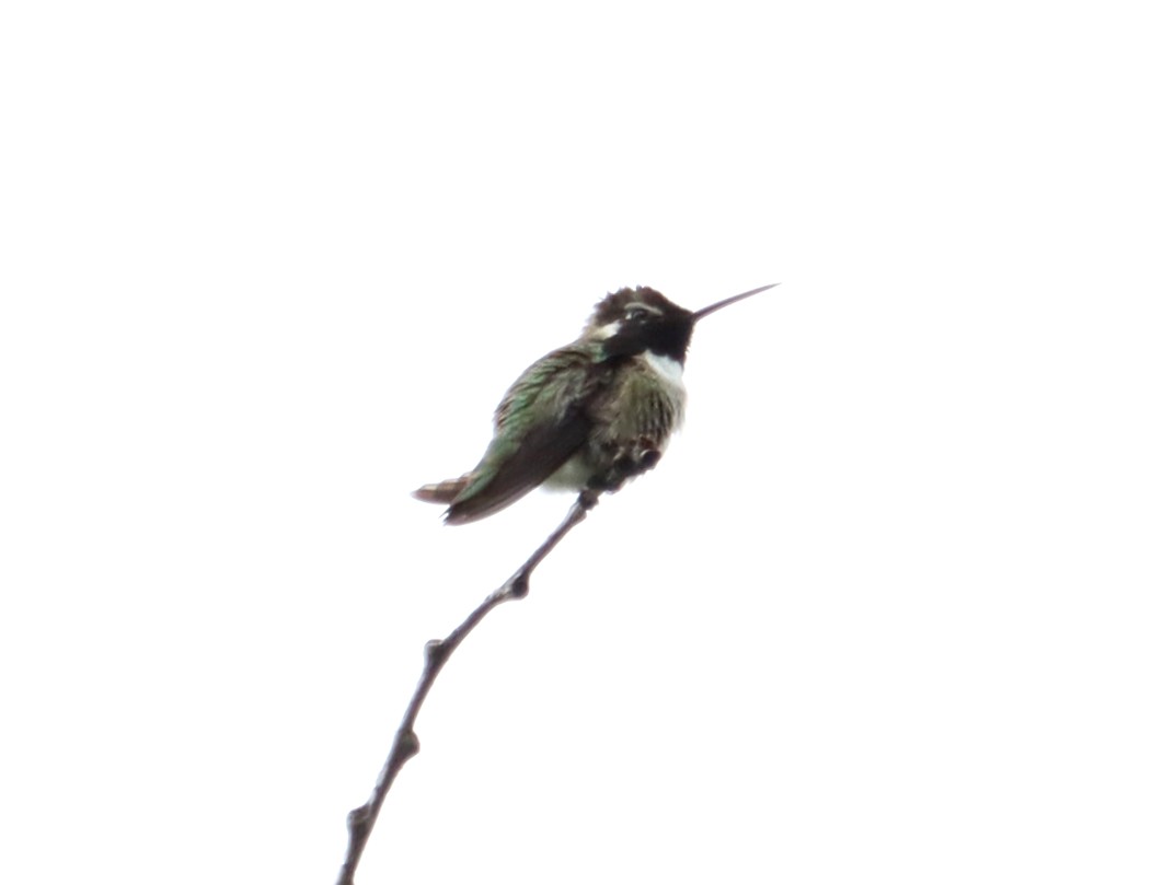 Costa's Hummingbird - ML450537711