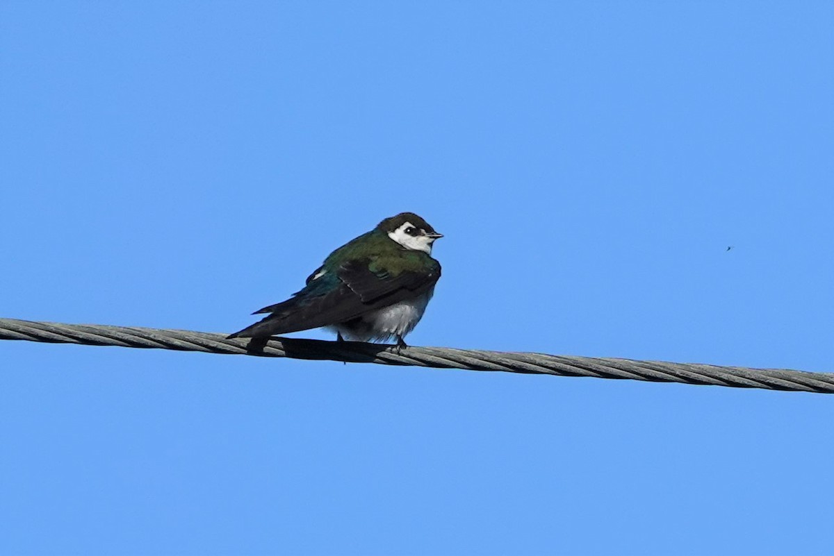 Violet-green Swallow - ML450539311