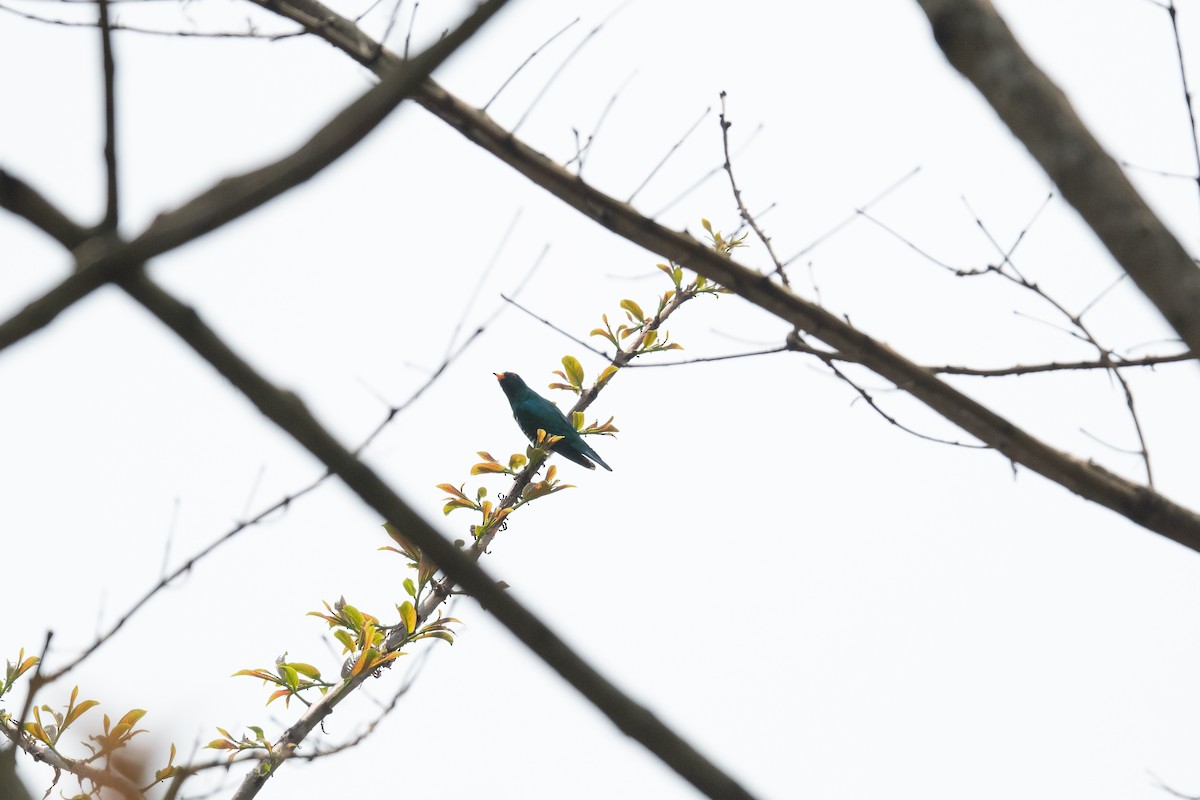 Asian Emerald Cuckoo - Charles Thomas