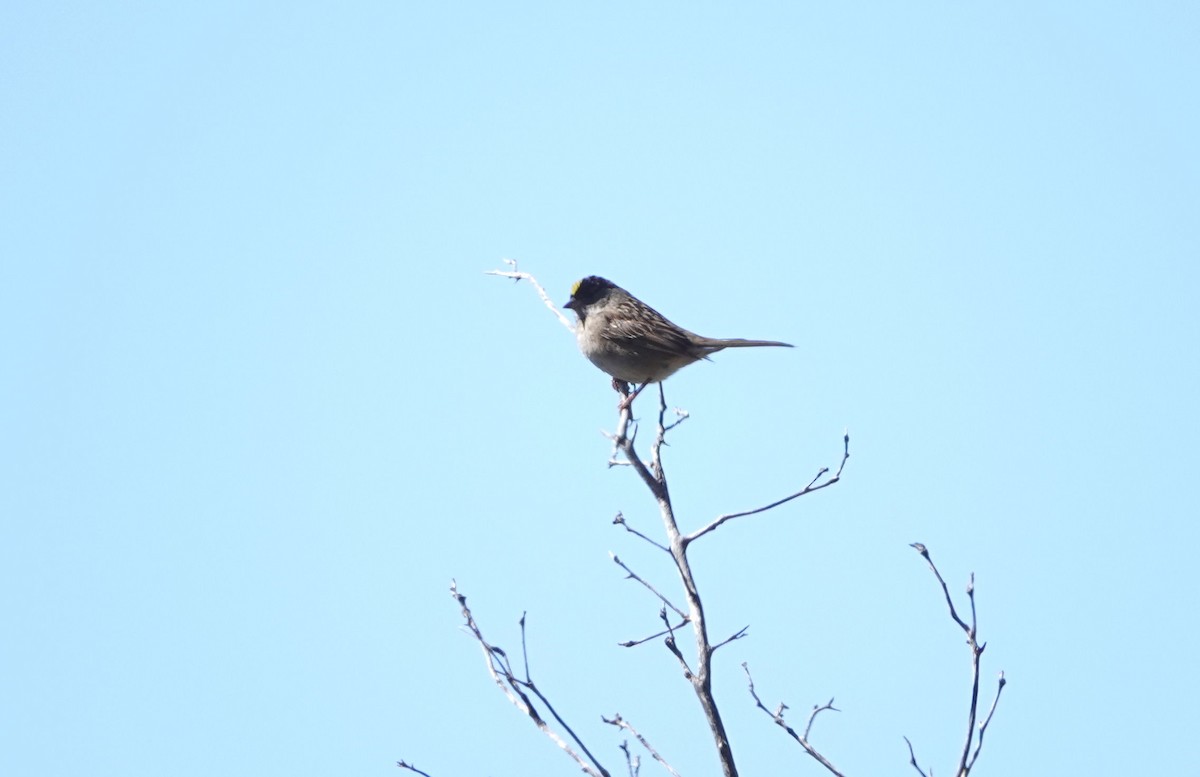 Golden-crowned Sparrow - Henrik Böhmer