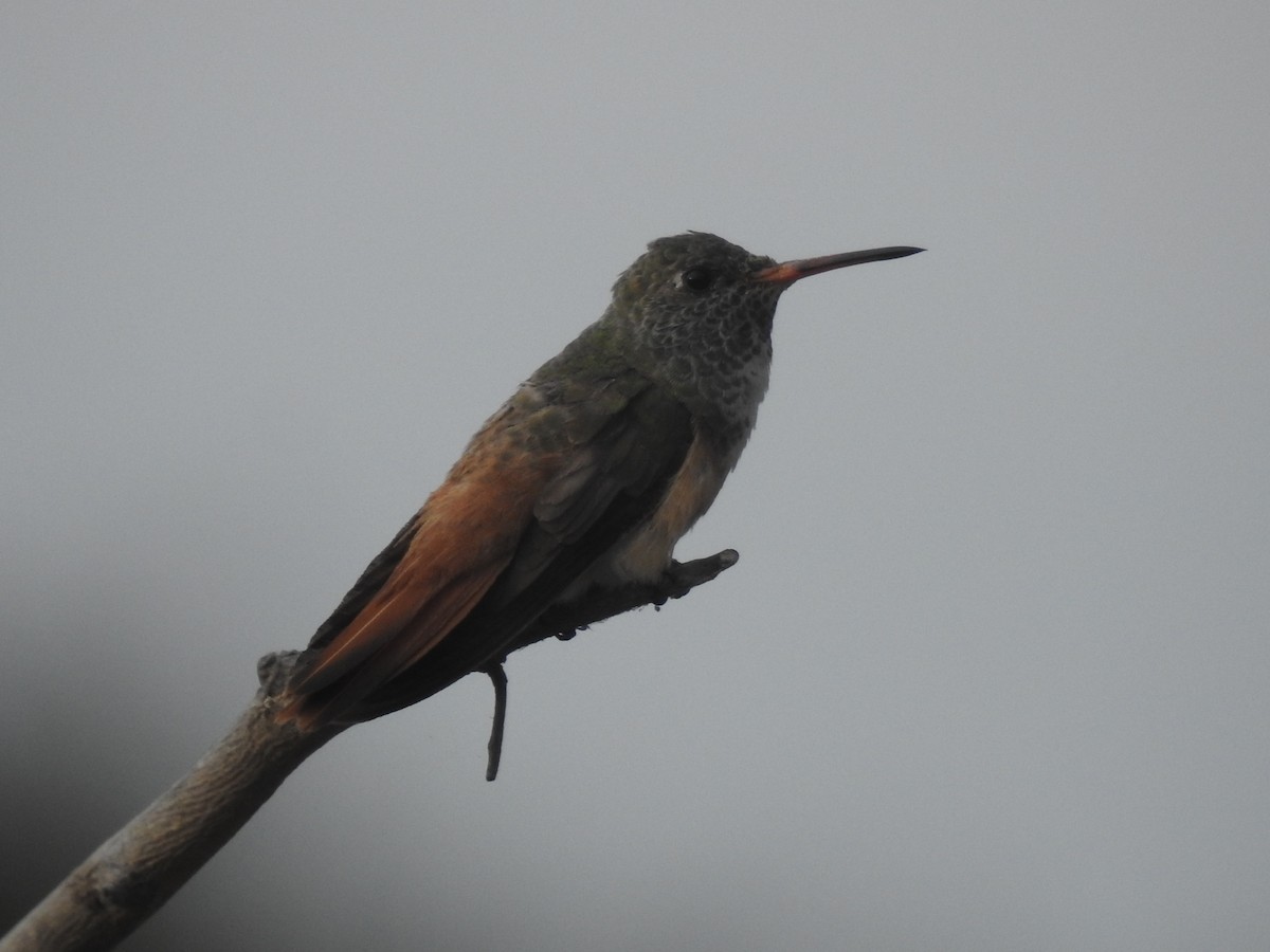 Amazilia Hummingbird - ML450555711