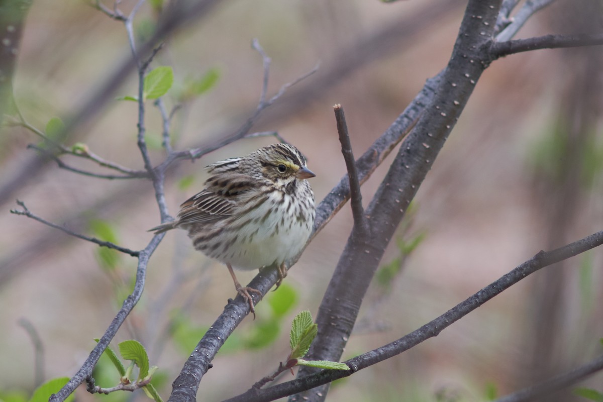Savannah Sparrow - ML450558181
