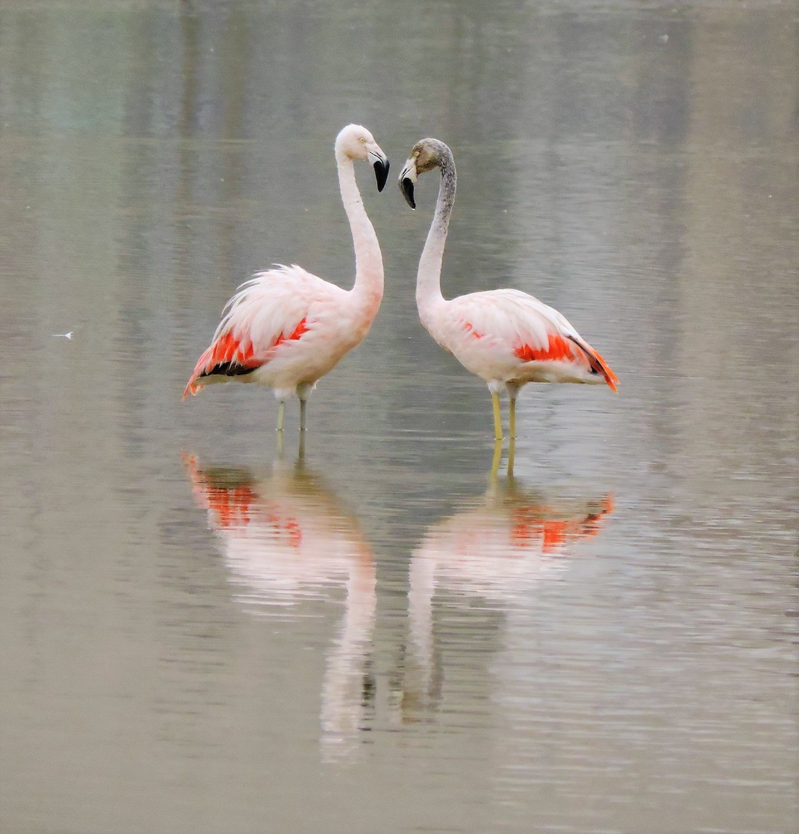 Chilean Flamingo - José Panta Calderón