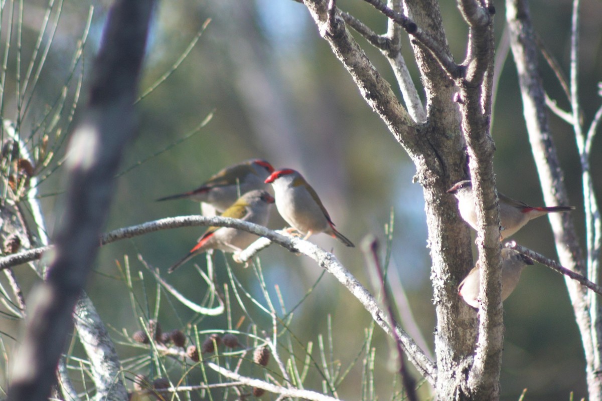 Red-browed Firetail - ML450564391