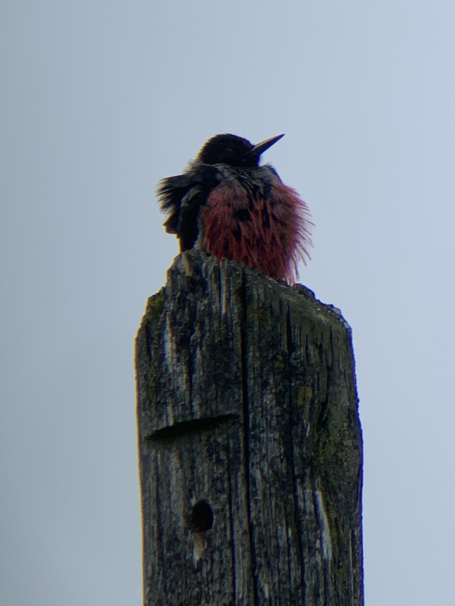 Lewis's Woodpecker - ML450567961