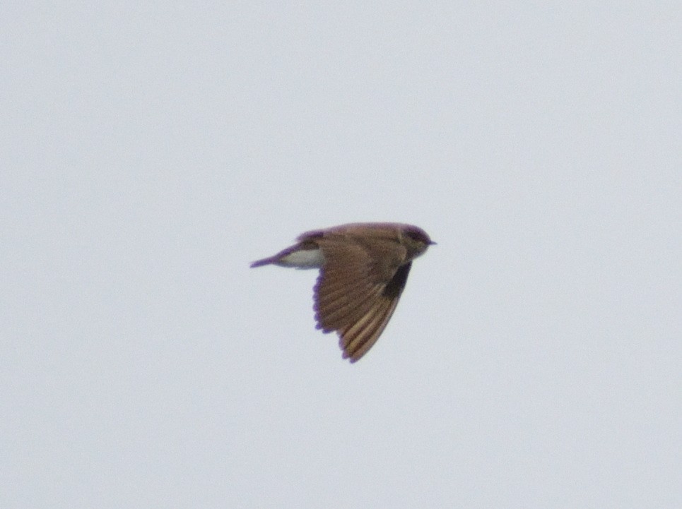 Northern Rough-winged Swallow - ML450570121