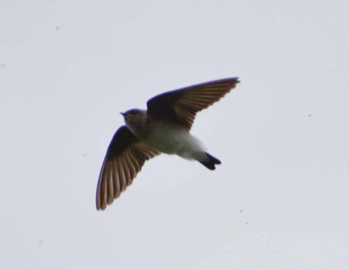 Northern Rough-winged Swallow - ML450570151