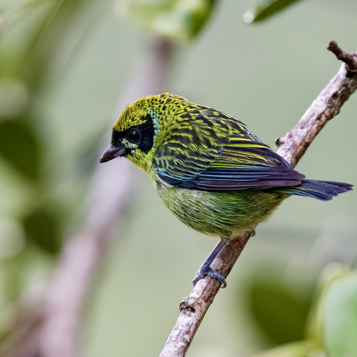 Green-and-gold Tanager - ML450588491