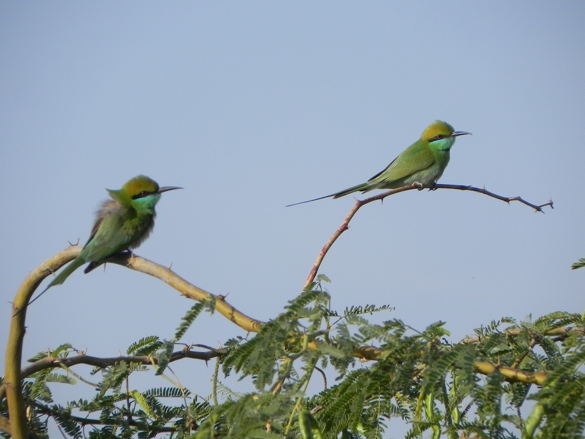 Asian Green Bee-eater - David Bree