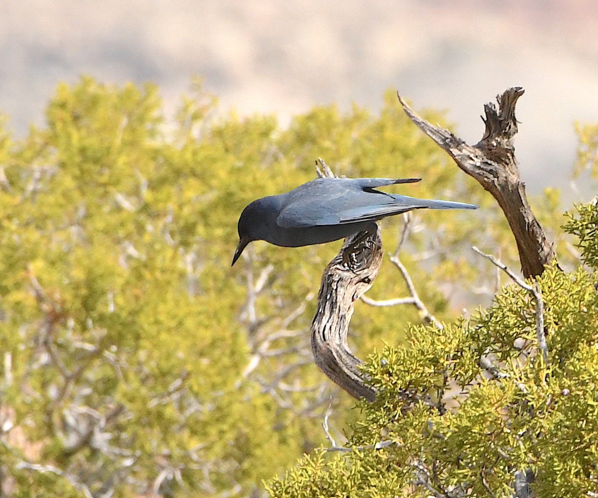Pinyon Jay - Ted Wolff
