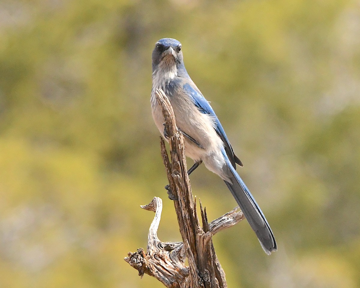Woodhouse's Scrub-Jay - Ted Wolff