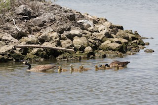 Canada Goose, ML450607211