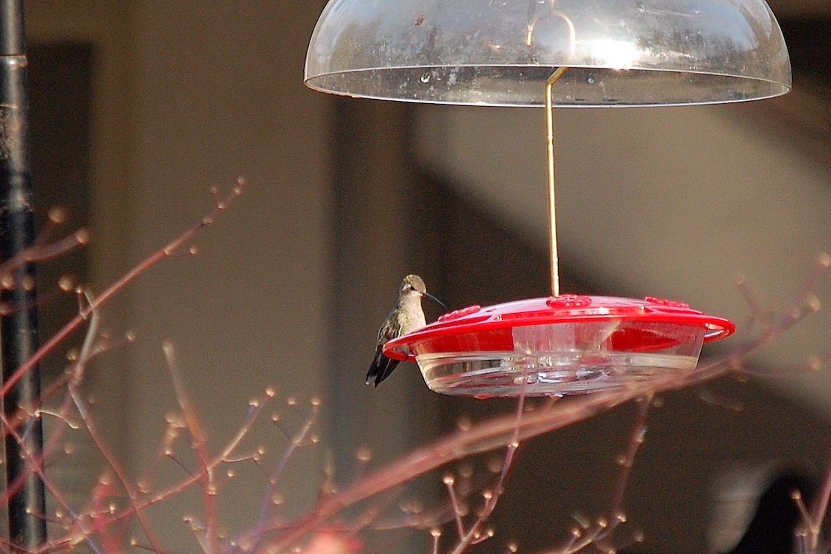Broad-billed Hummingbird - Adam Sinkula