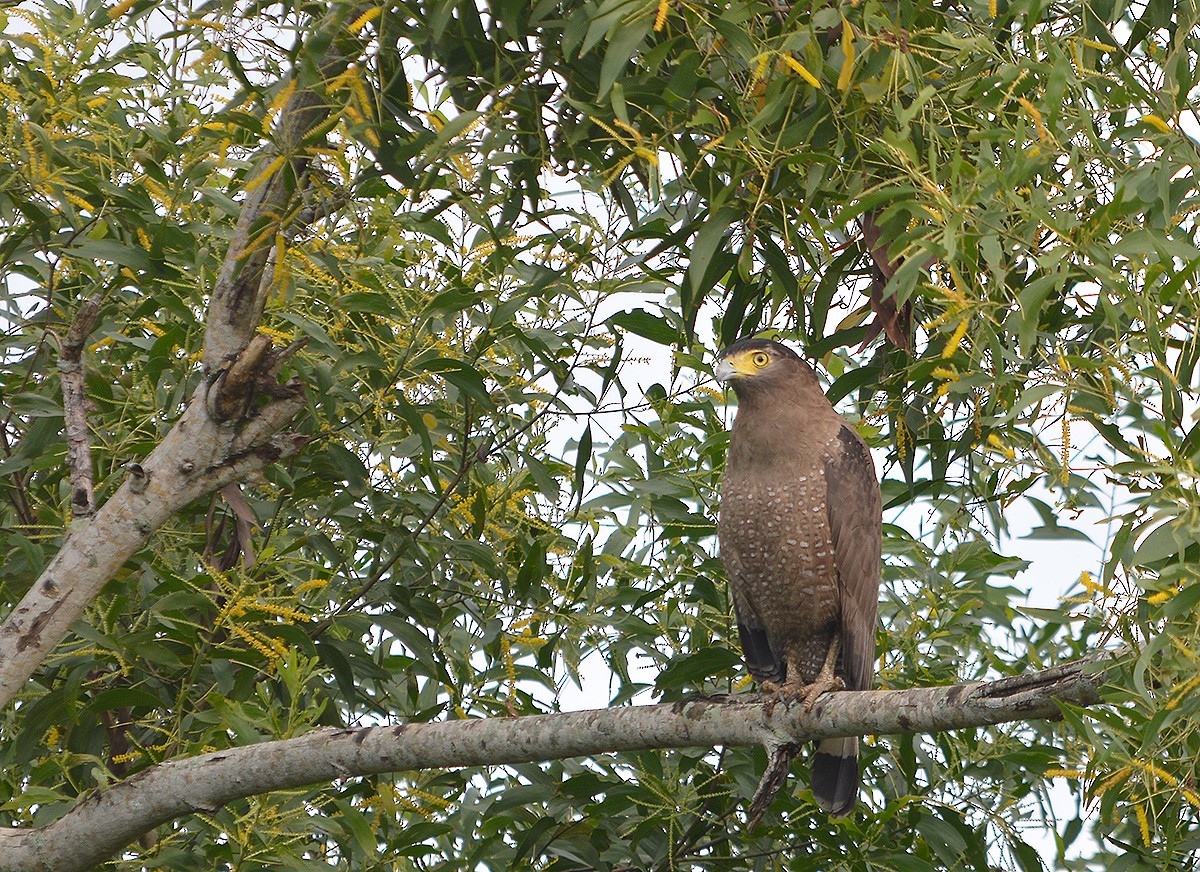 Crested Serpent-Eagle - ML450612841