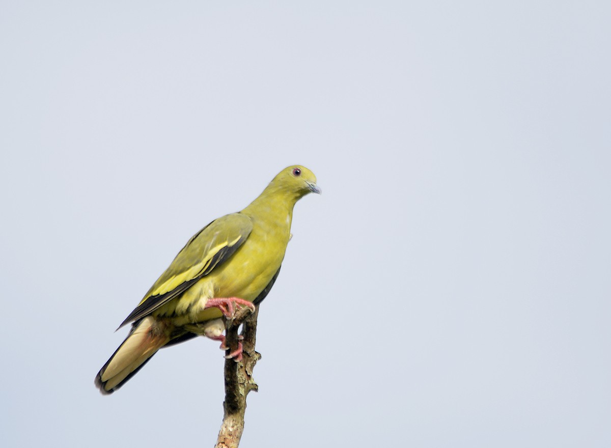 holub papouščí - ML450613101