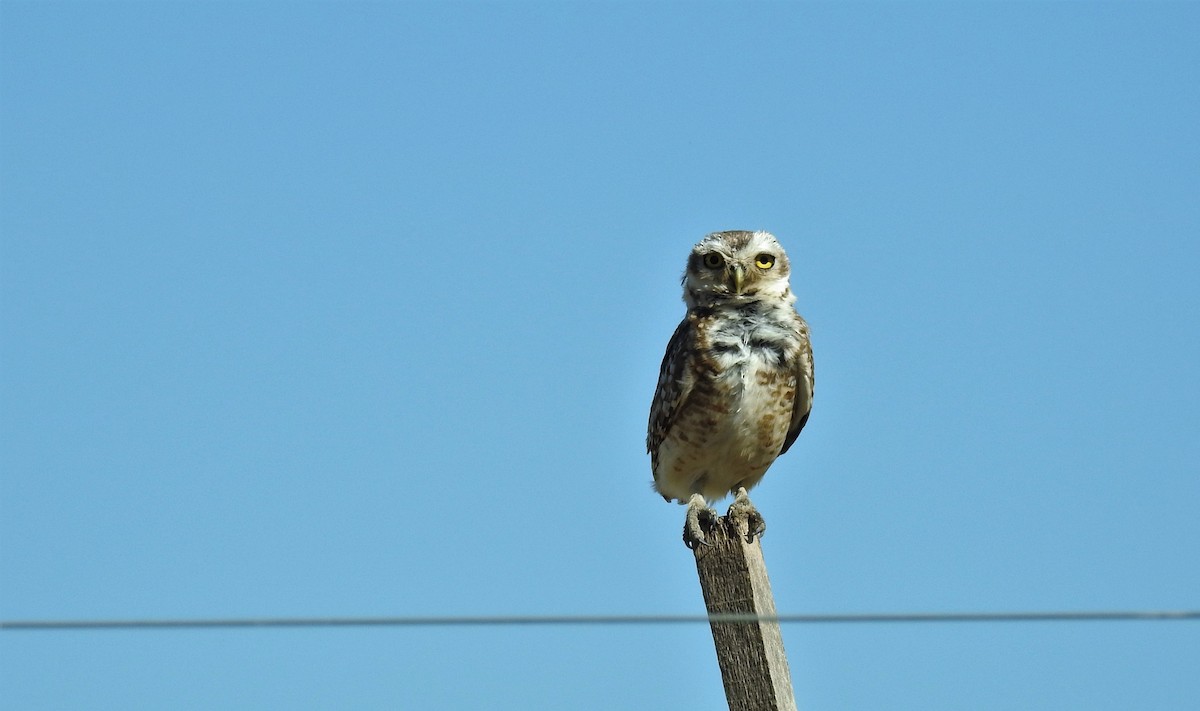 Burrowing Owl - ML45061791