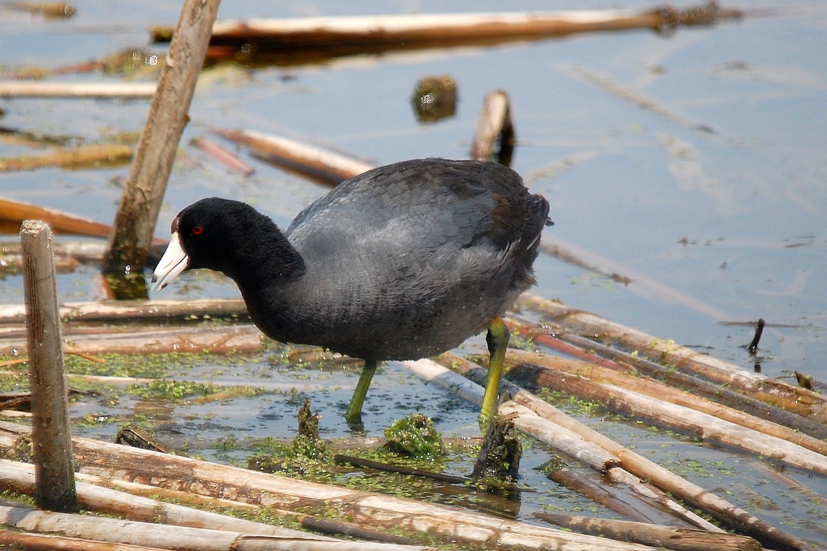 American Coot (Red-shielded) - ML45061981
