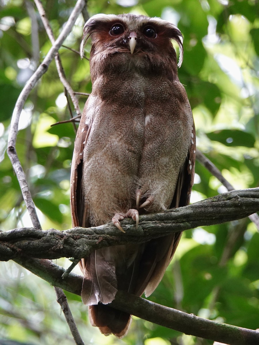 Crested Owl - Bobby Wilcox