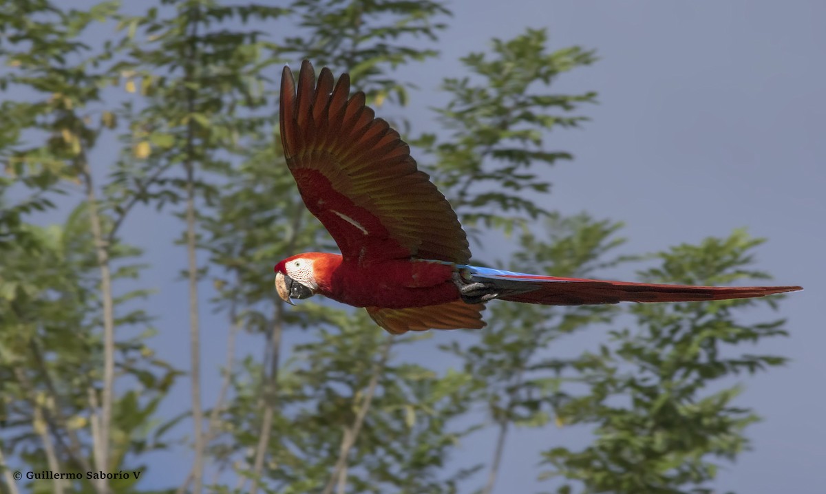 Scarlet Macaw - ML45062591