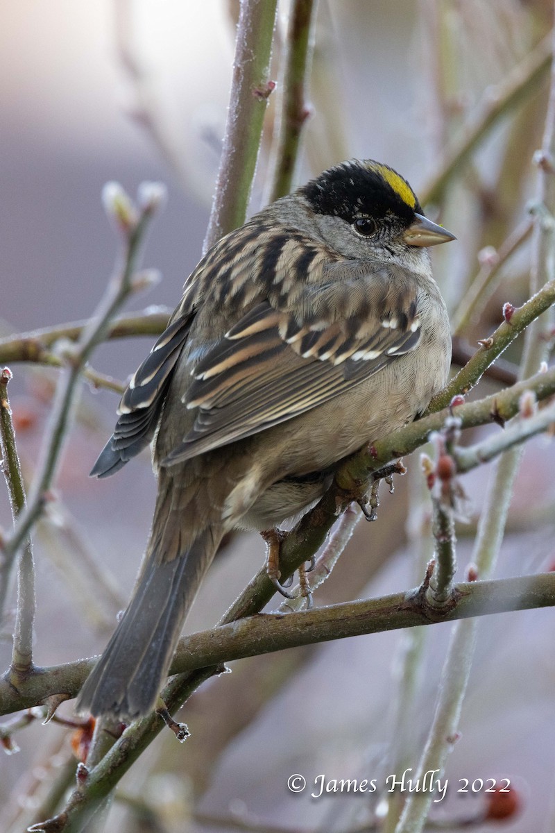 Golden-crowned Sparrow - ML450626481