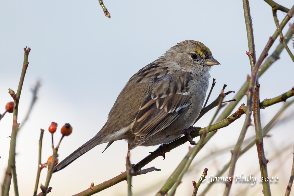 Golden-crowned Sparrow - ML450626531