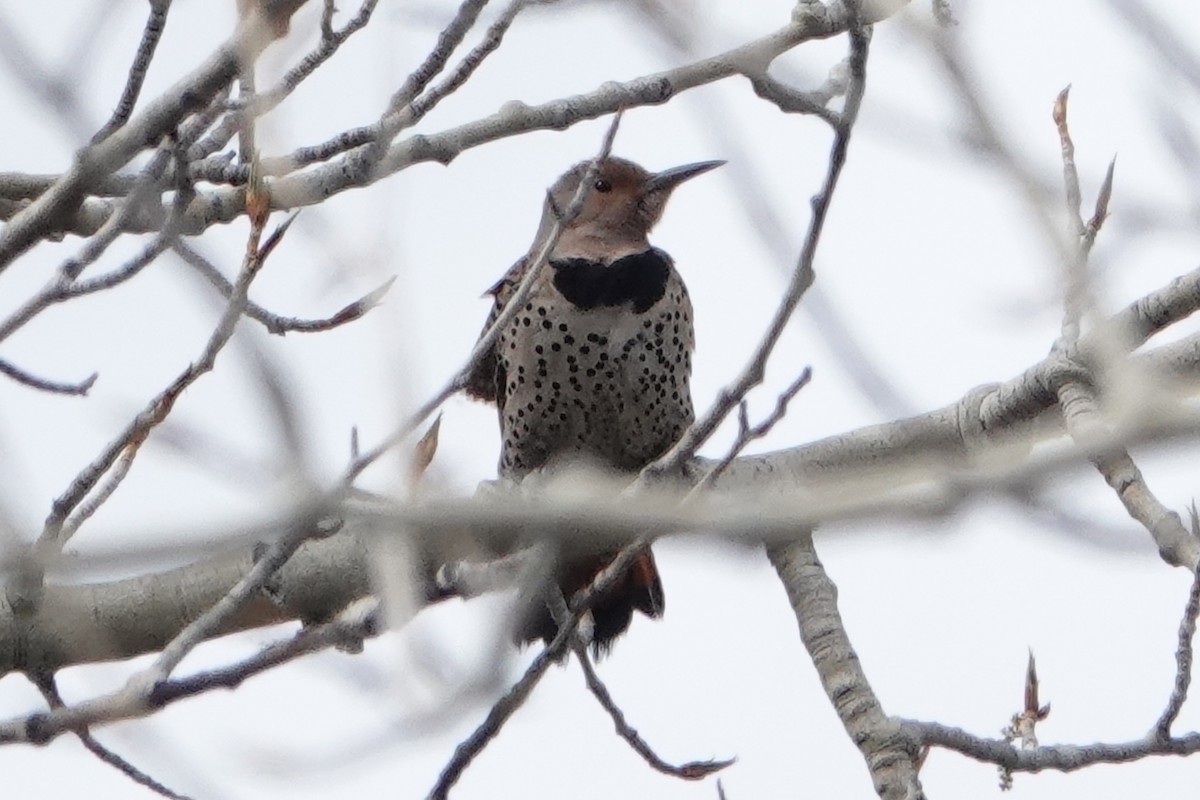 Northern Flicker (Red-shafted) - ML450632511