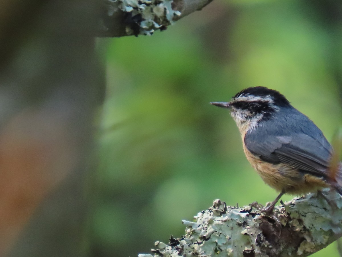 Red-breasted Nuthatch - ML450632991